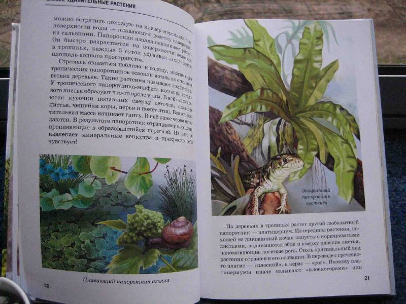 Иллюстрация 45 из 54 для Самые удивительные растения - Сергей Афонькин | Лабиринт - книги. Источник: Трухина Ирина