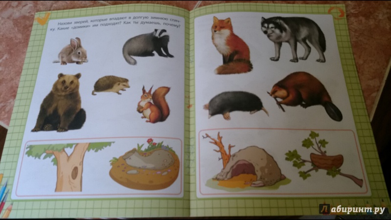 Иллюстрация 17 из 24 для Школа маленьких зверят. Окружающий мир для дошколят - Е. Ищук | Лабиринт - книги. Источник: anka46