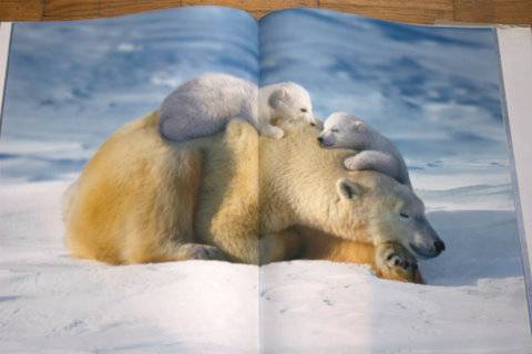Иллюстрация 5 из 64 для Животные. Живая природа глазами фотографа - Стив Блум | Лабиринт - книги. Источник: Солнышко1