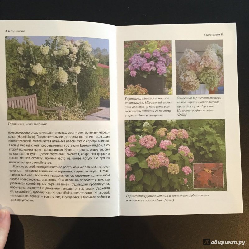 ★ Гортензия крупнолистная Royal Red ★ ("Роял Ред") по цене от 1350 руб. купить в