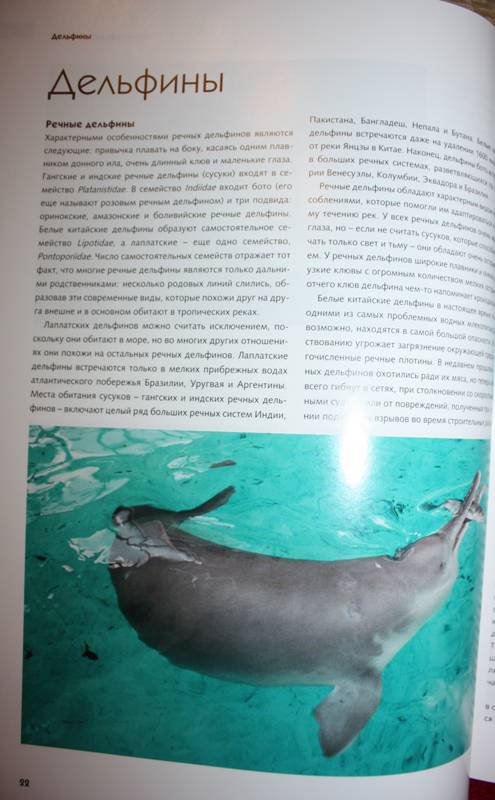 Иллюстрация 21 из 31 для Киты и дельфины. Величественные обитатели морей и океанов | Лабиринт - книги. Источник: Лисенка