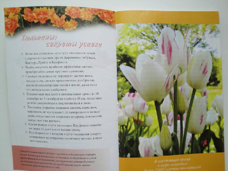 Иллюстрация 1 из 7 для Тюльпаны - Нина Данилина | Лабиринт - книги. Источник: karina_pavlovna