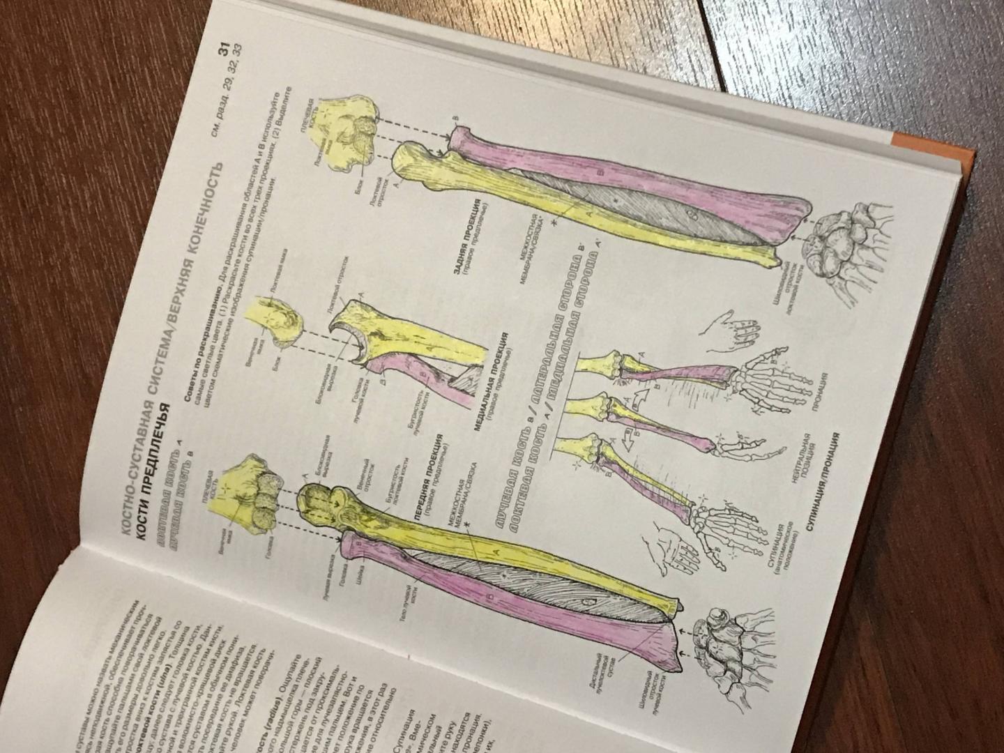 Иллюстрация 57 из 65 для Анатомия человека. Атлас-раскраска - Элсон, Кэпит | Лабиринт - книги. Источник: Ромашка
