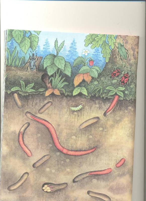 Иллюстрация 37 из 38 для Кто в лесной норе живет?: книга для чтения детям - Александр Тамбиев | Лабиринт - книги. Источник: Nchk