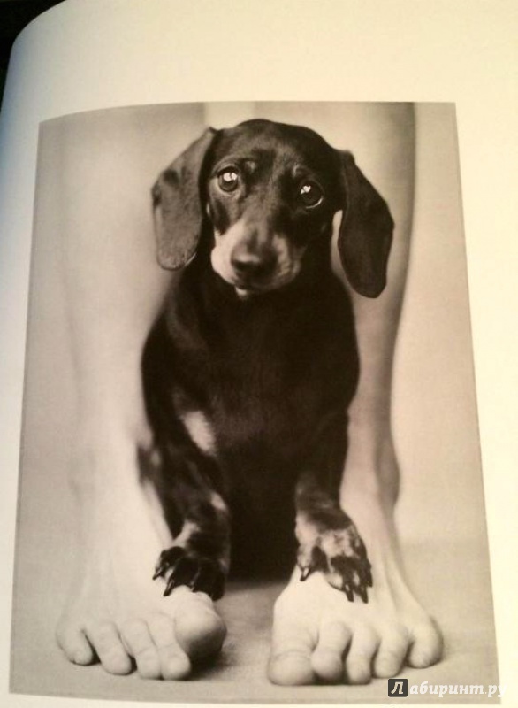 Иллюстрация 8 из 18 для 101 фотогерой. С любовью к собакам - Рейчел Хэйл | Лабиринт - книги. Источник: Костина Анастасия