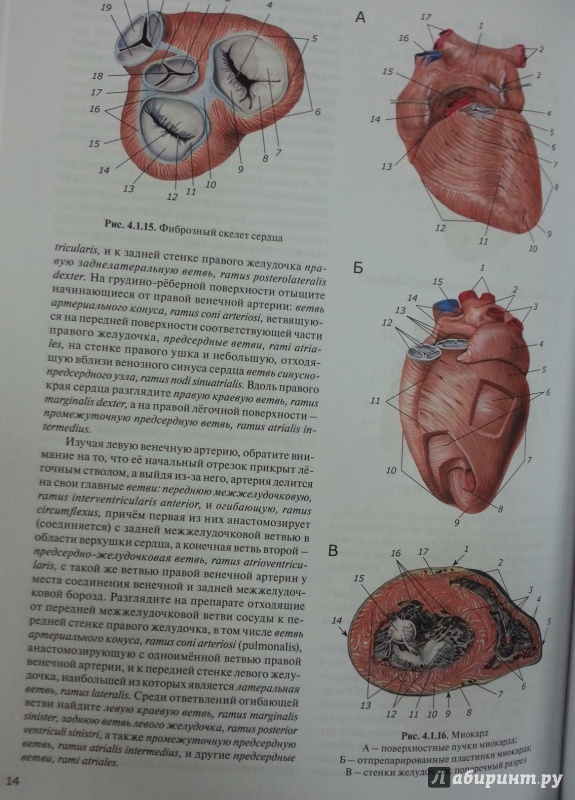 Иллюстрация 3 из 4 для Практикум по анатомии человека. В 4-х частях. Часть 3. Сердечно-сосудистая и лимфоидная системы - Цыбулькин, Горская, Колесников | Лабиринт - книги. Источник: Den