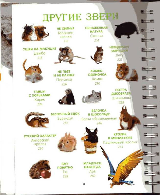 Иллюстрация 6 из 26 для От мышки до кошки - Ольга Волкова | Лабиринт - книги. Источник: Yashka