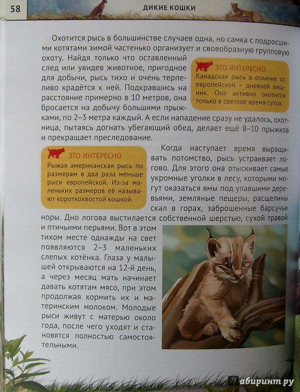 Иллюстрация 21 из 34 для Дикие кошки - Михаил Савостин | Лабиринт - книги. Источник: Соловьев  Владимир