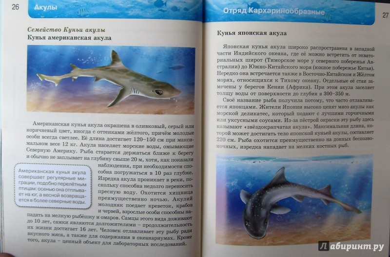 Иллюстрация 17 из 37 для Акулы | Лабиринт - книги. Источник: Соловьев  Владимир