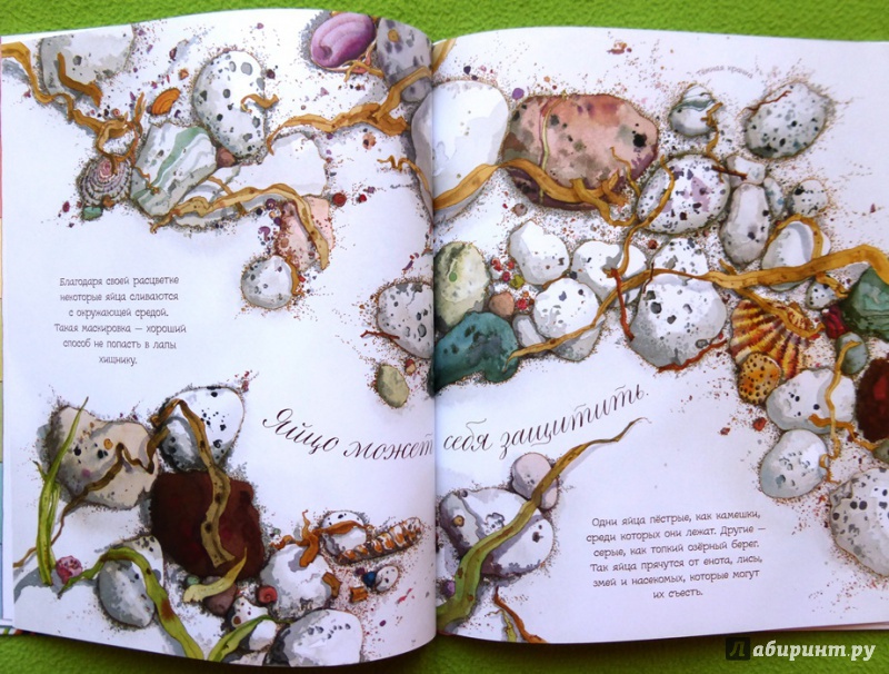 Иллюстрация 64 из 92 для Яйцо любит тишину - Дианна Астон | Лабиринт - книги. Источник: reader*s