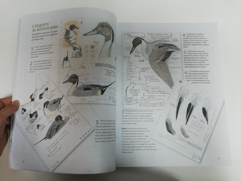 Иллюстрация 22 из 93 для Дневник художника-натуралиста. Как рисовать животных, птиц, растения и пейзажи - Лоуз, Лигрен | Лабиринт - книги. Источник: dbyyb