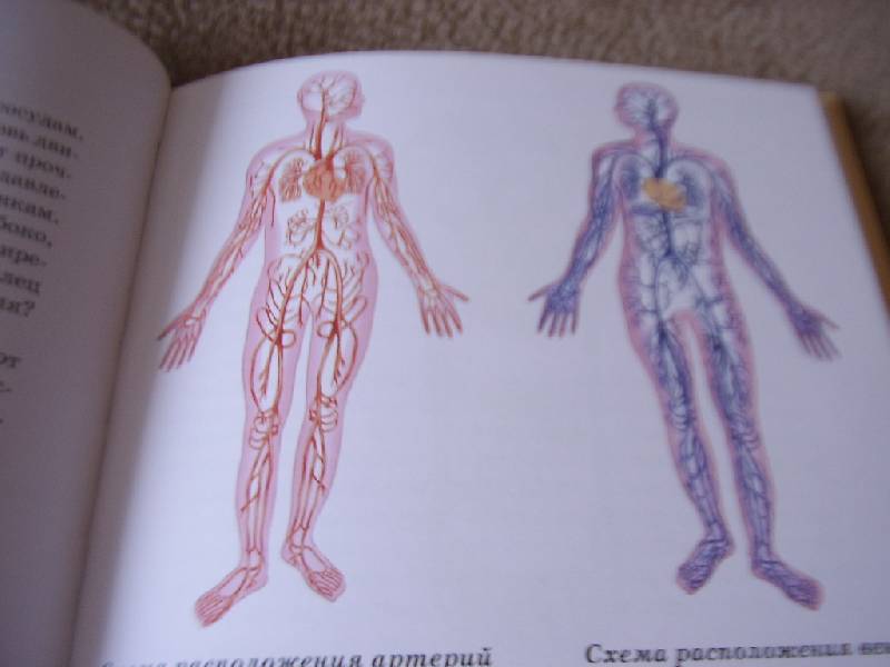 Иллюстрация 40 из 47 для Анатомия человека - Сергей Афонькин | Лабиринт - книги. Источник: Дядя Ваня