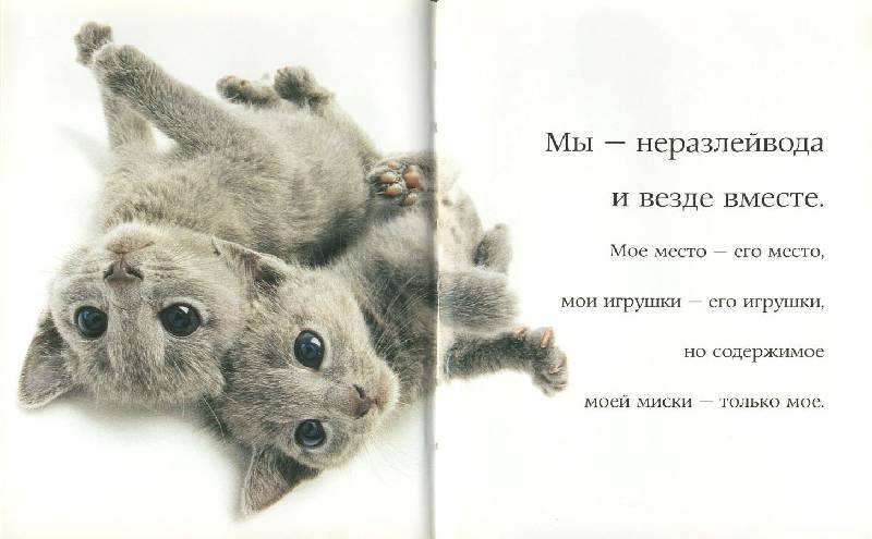 Иллюстрация 11 из 11 для Самые очаровательные кошки | Лабиринт - книги. Источник: ЛиС-а