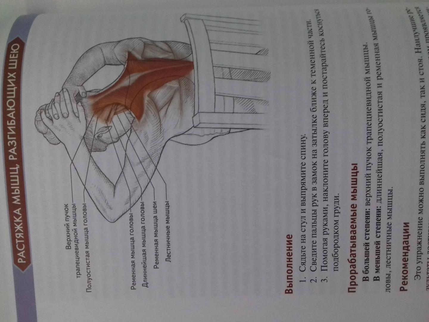 Иллюстрация 73 из 73 для Анатомия упражнений на растяжку - Нельсон, Кокконен | Лабиринт - книги. Источник: Степанов  Борис
