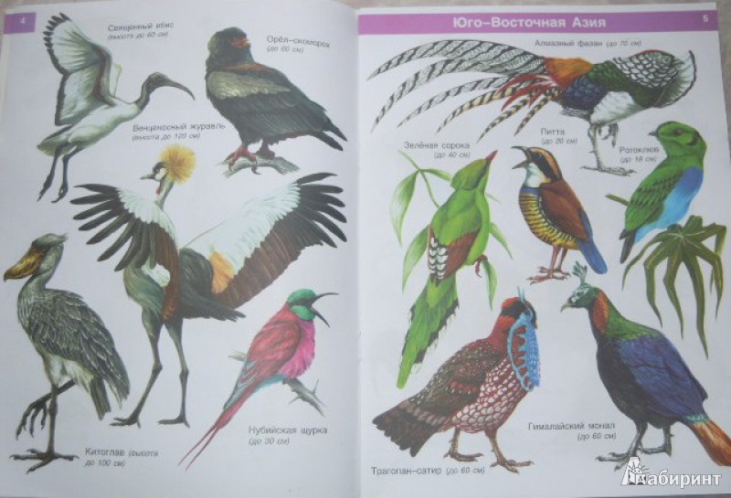 Иллюстрация 12 из 19 для От страуса до колибри. Экзотические птицы - И. Бабенко | Лабиринт - книги. Источник: Iwolga