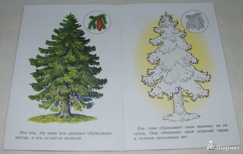 Иллюстрация 5 из 13 для Раскраска. Деревья | Лабиринт - книги. Источник: Книжный кот