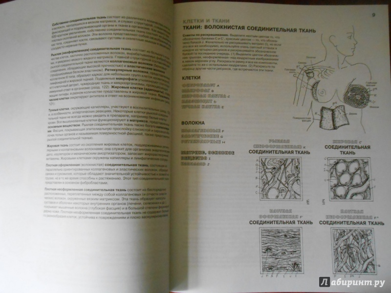Иллюстрация 31 из 65 для Анатомия человека. Атлас-раскраска - Элсон, Кэпит | Лабиринт - книги. Источник: Леан