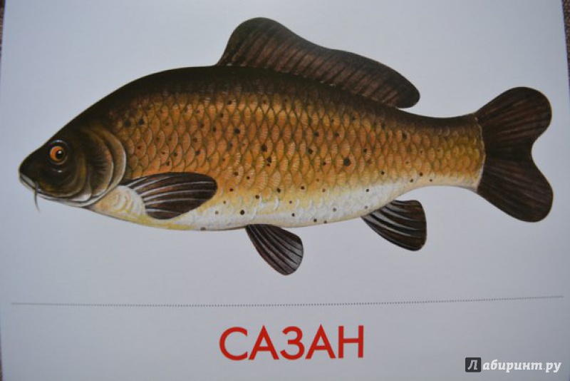 Иллюстрация 12 из 22 для Дидактические карточки Речные рыбы | Лабиринт - игрушки. Источник: Екатерина