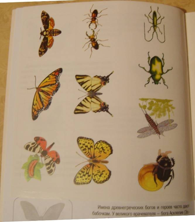 Иллюстрация 1 из 16 для Бабочки. Книжка с наклейками - Инна Гамазкова | Лабиринт - книги. Источник: Tatka