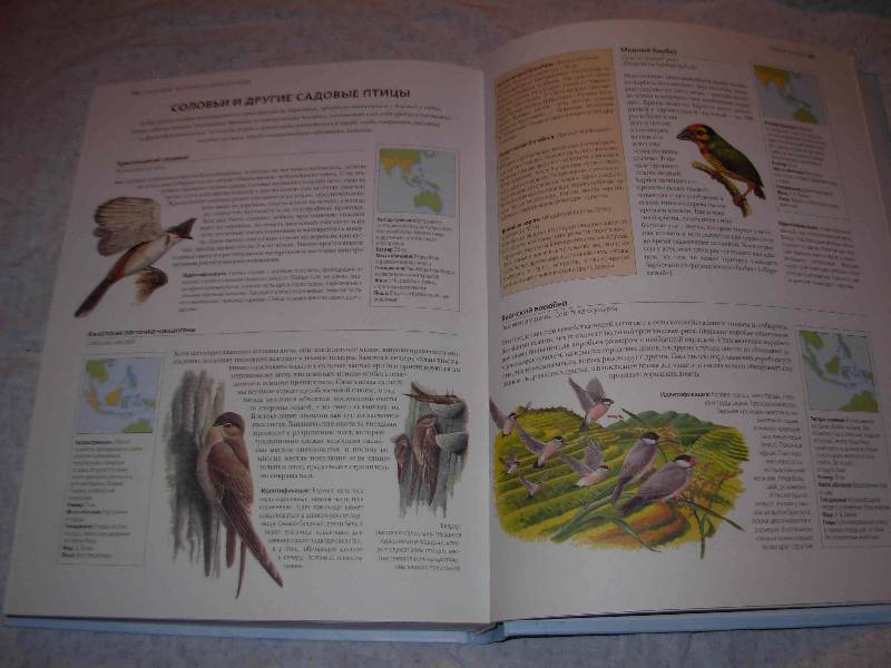 Иллюстрация 7 из 11 для Всемирная энциклопедия птиц - Дэвид Элдертон | Лабиринт - книги. Источник: --- Гера ---
