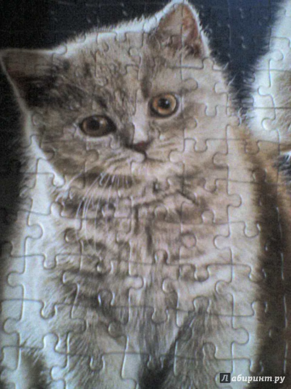 Иллюстрация 7 из 8 для Puzzle-500 "4 котенка" (B-52042) | Лабиринт - игрушки. Источник: Роза с шипами