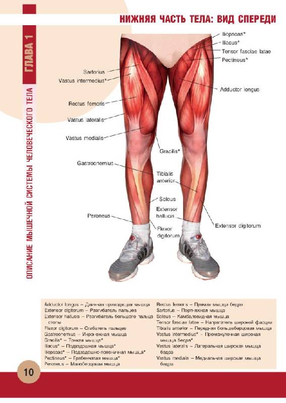 Иллюстрация 15 из 55 для Анатомия физических упражнений - Михаил Ингерлейб | Лабиринт - книги. Источник: Юта
