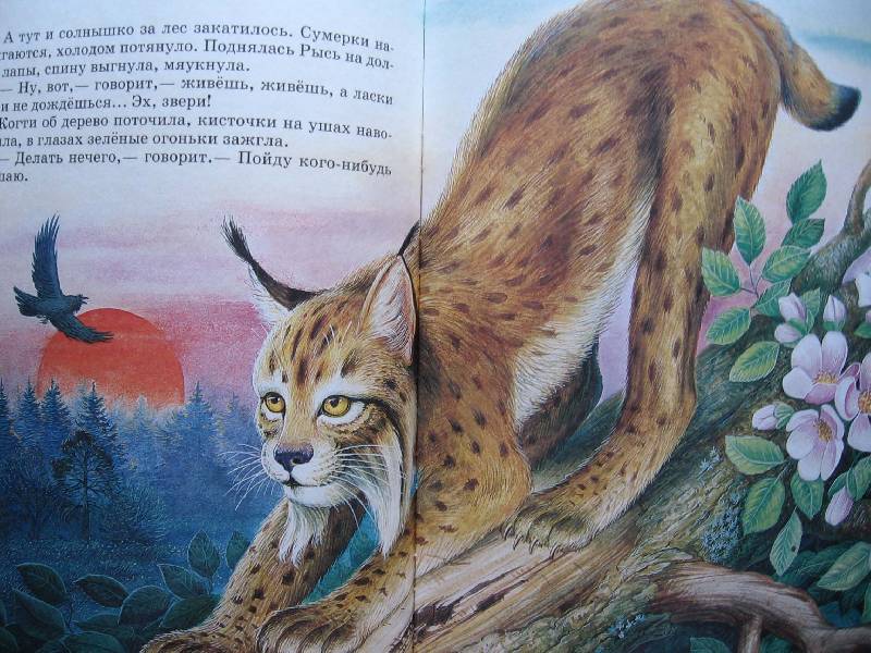Иллюстрация 74 из 87 для Сказки о родной природе - Бианки, Сладков, Шим | Лабиринт - книги. Источник: Зайчик