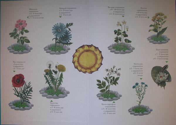 Иллюстрация 34 из 49 для Занимательная ботаника - Светлана Лаврова | Лабиринт - книги. Источник: HappyJul