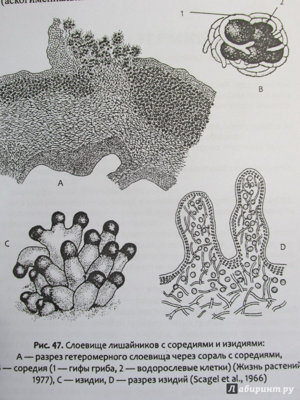 Иллюстрация 42 из 47 для Биологическое разнообразие: водоросли и грибы - Мухин, Третьякова | Лабиринт - книги. Источник: Алекс
