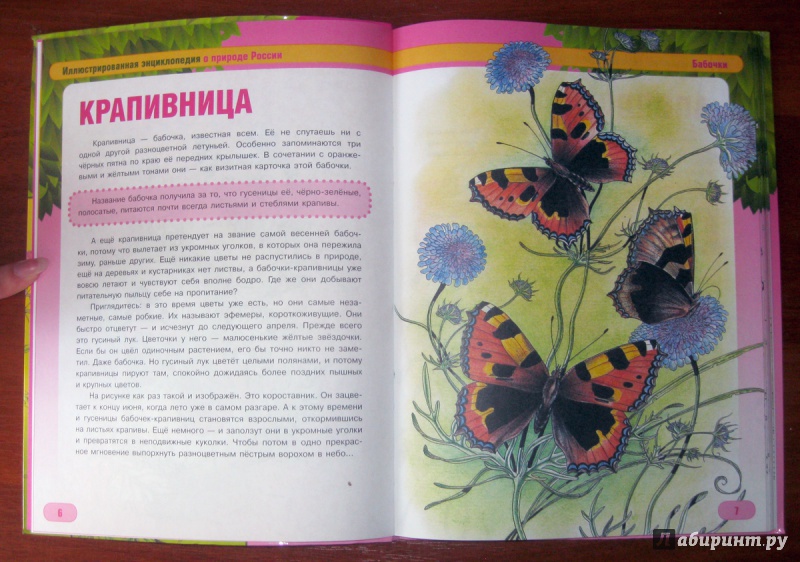 Иллюстрация 15 из 17 для Бабочки и их друзья - Сергей Шустов | Лабиринт - книги. Источник: Климова Светлана