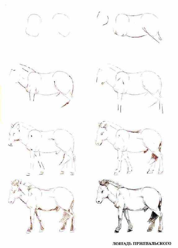 Иллюстрация 14 из 18 для Рисуем 50 исчезающих животных - Эймис, Бадд | Лабиринт - книги. Источник: Кнопа2
