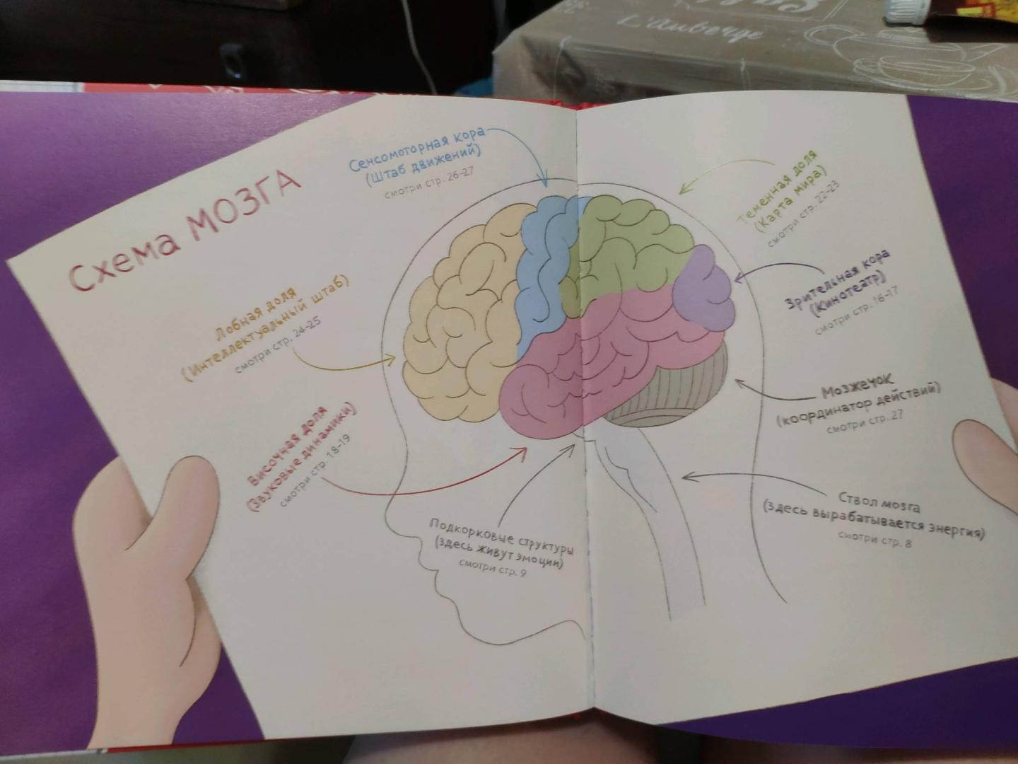 Иллюстрация 15 из 25 для Как устроен мозг? Книга о том, зачем учиться чему-то новому каждый день - Андрей Курпатов | Лабиринт - книги. Источник: Rakel