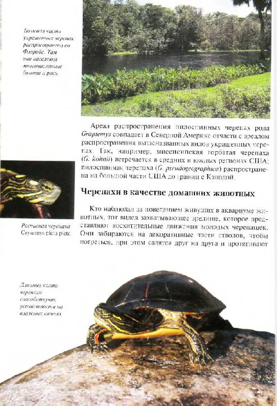 Иллюстрация 5 из 16 для Красноухие черепахи. Содержание и уход - Райнер Прашага | Лабиринт - книги. Источник: Юта