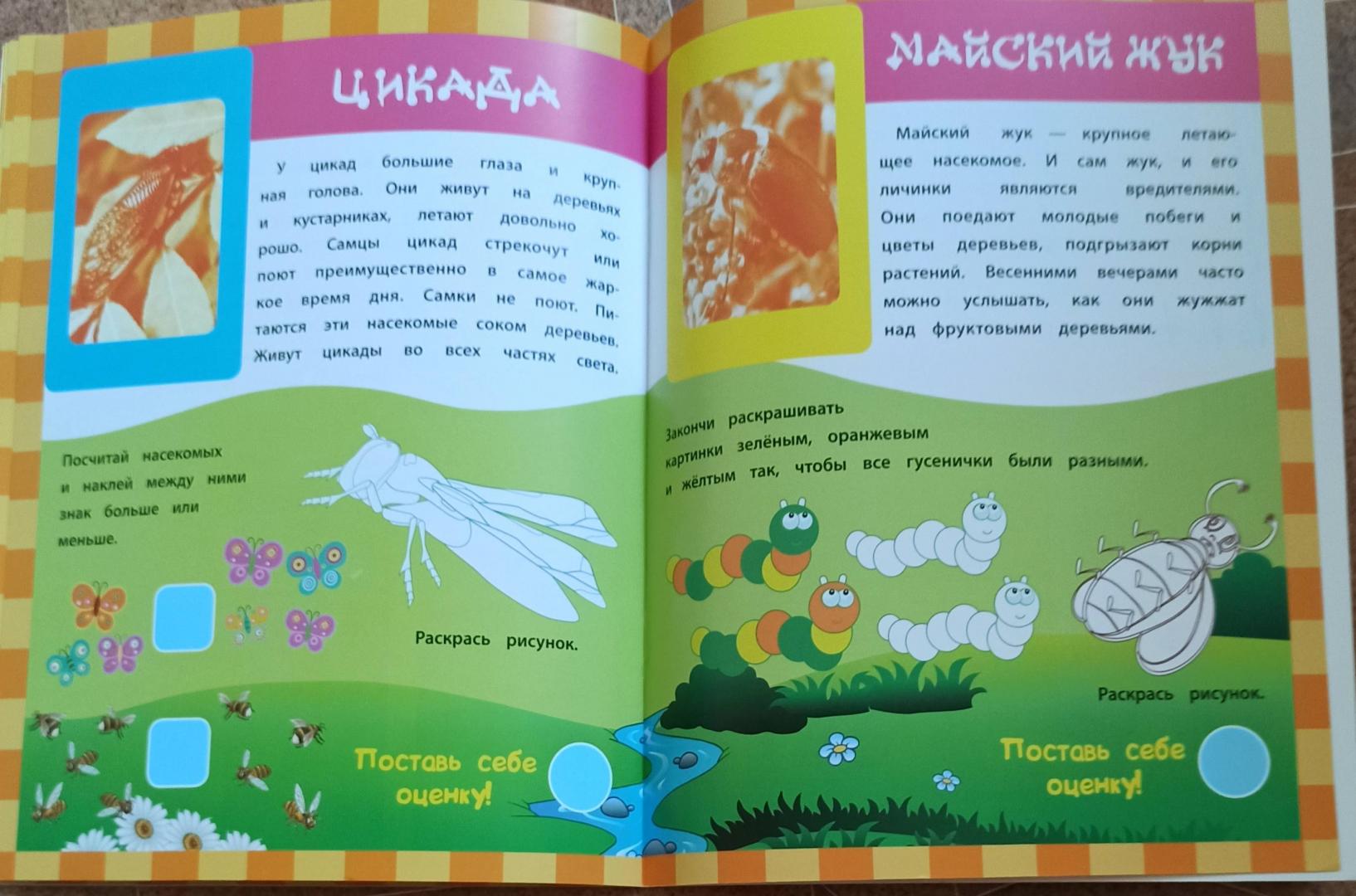Иллюстрация 12 из 12 для Насекомые в наклейках - Наталья Литвиненко | Лабиринт - книги. Источник: Sumea