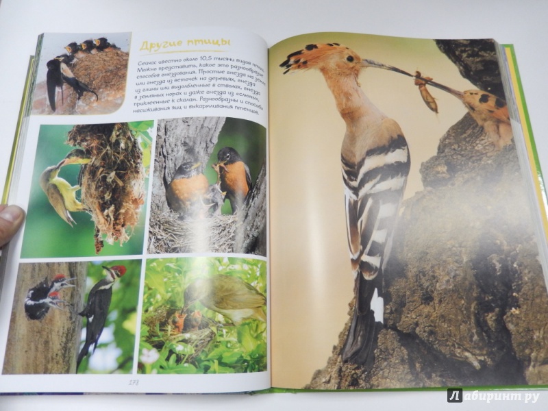Иллюстрация 6 из 9 для Моя большая книга о детенышах животных. 1000 фотографий | Лабиринт - книги. Источник: dbyyb