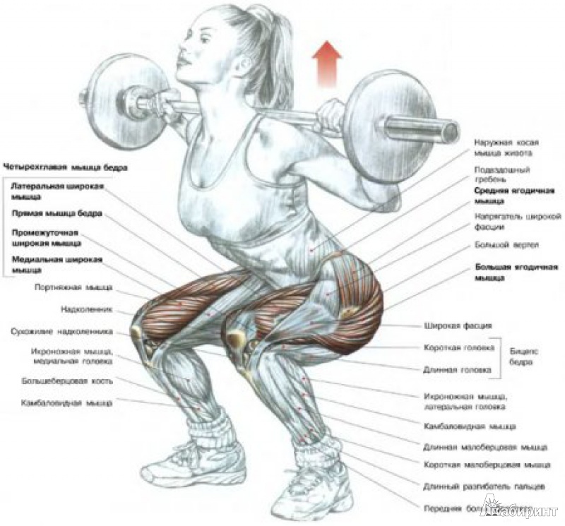Иллюстрация 3 из 17 для Анатомия силовых упражнений для мужчин и женщин - Фредерик Делавье | Лабиринт - книги. Источник: МК