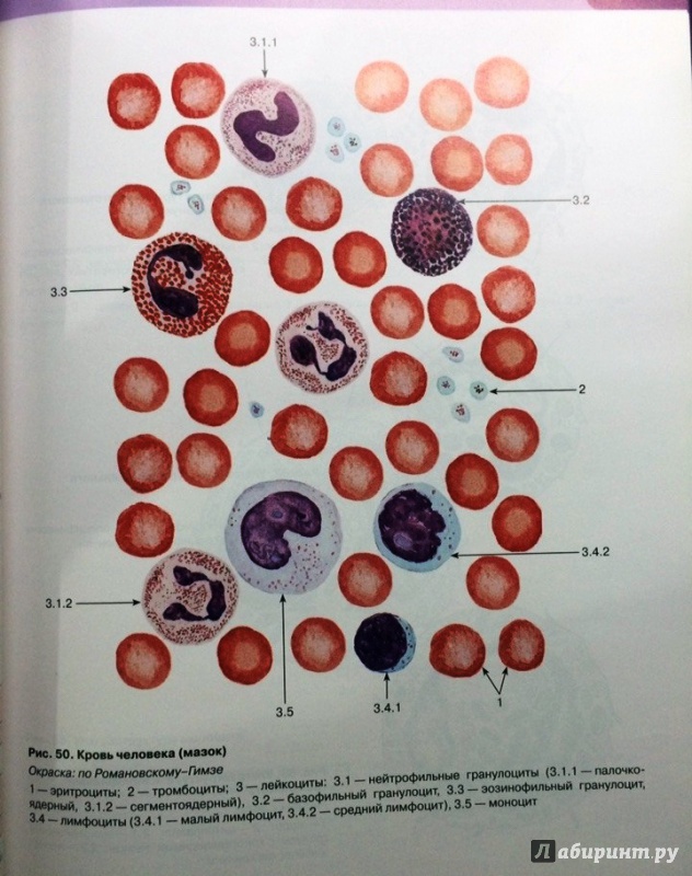 Иллюстрация 19 из 33 для Гистология, цитология и эмбриология. Атлас - Быков, Юшканцева | Лабиринт - книги. Источник: Космос
