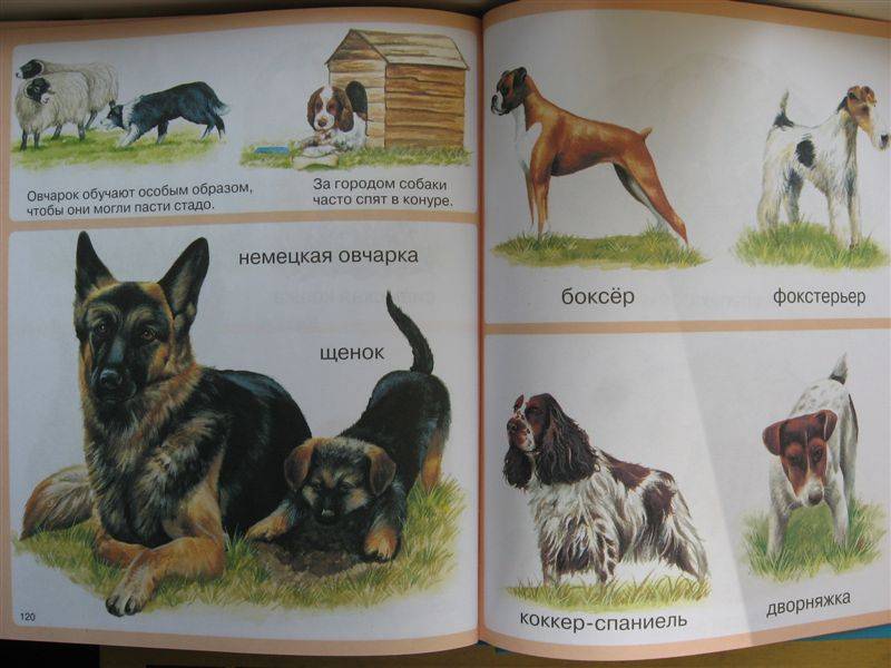 Иллюстрация 6 из 35 для Животные - Мари-Рене Пимон | Лабиринт - книги. Источник: Юта