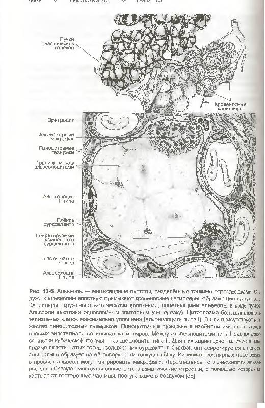 Иллюстрация 7 из 16 для Гистология, эмбриология, цитология (+ CD) - Улумбеков, Челышев | Лабиринт - книги. Источник: Федосов  Прохор Сергеевич