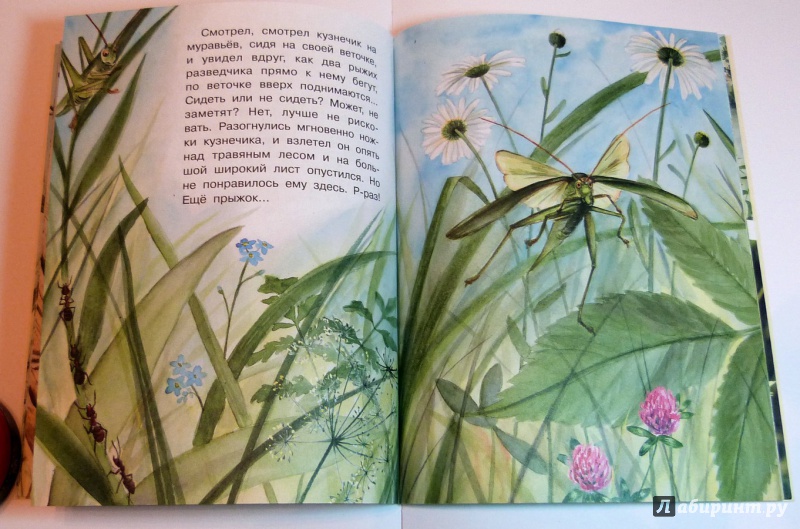 Иллюстрация 16 из 46 для Сидел в траве кузнечик - Юрий Аракчеев | Лабиринт - книги. Источник: Валеева  Ольга