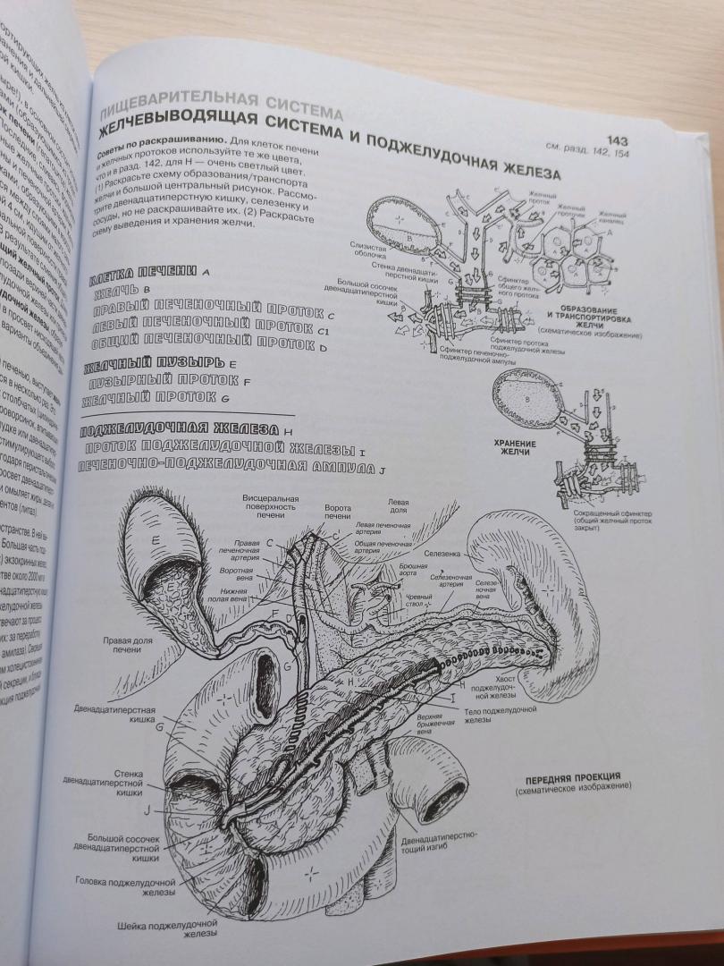 Иллюстрация 61 из 65 для Анатомия человека. Атлас-раскраска - Элсон, Кэпит | Лабиринт - книги. Источник: Лабиринт
