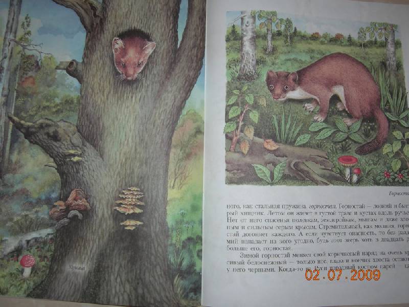Иллюстрация 12 из 38 для Кто в лесной норе живет?: книга для чтения детям - Александр Тамбиев | Лабиринт - книги. Источник: Соловей