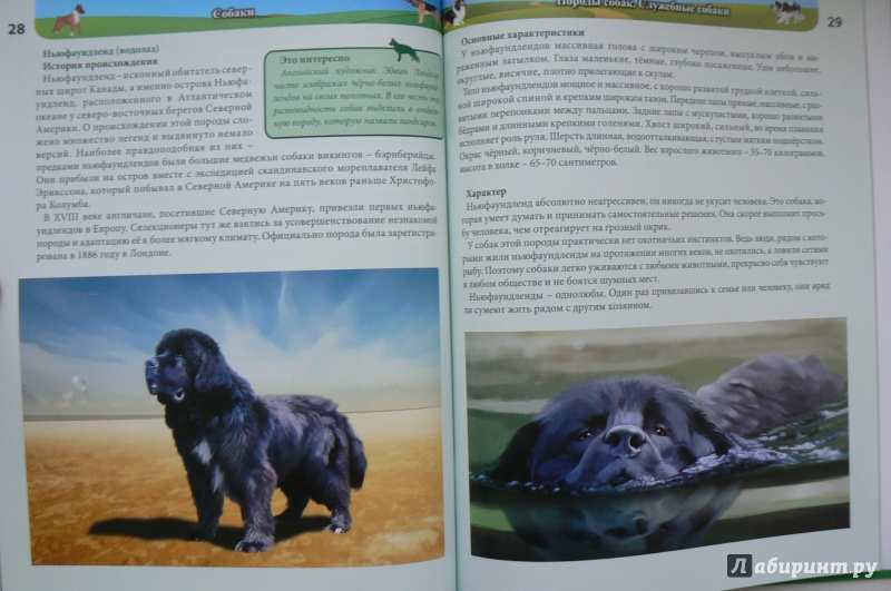 Иллюстрация 5 из 20 для Хочу все знать. Собаки - Леся Калугина | Лабиринт - книги. Источник: Марина