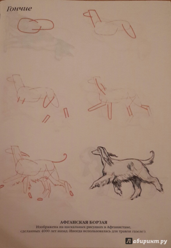 Иллюстрация 3 из 14 для Рисуем 50 собак - Ли Эймис | Лабиринт - книги. Источник: Чирков  Николай Викторович