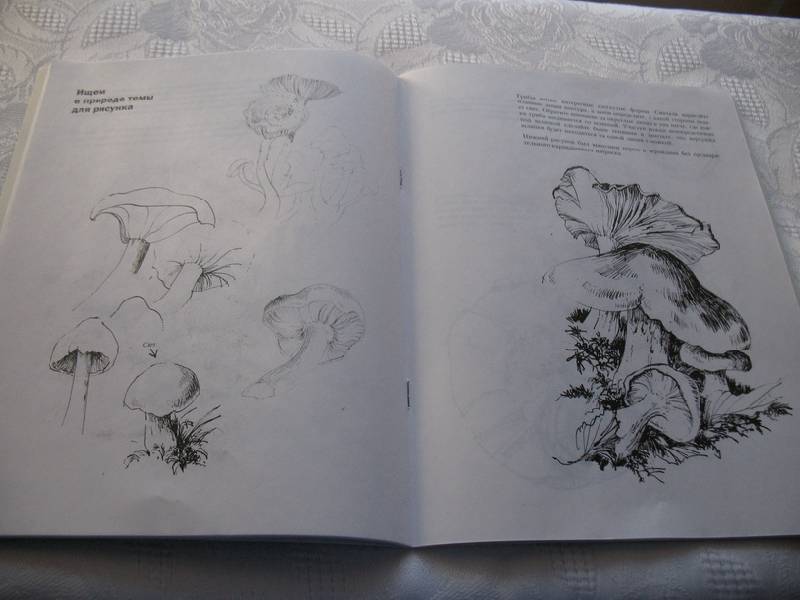 Иллюстрация 15 из 21 для Учитесь рисовать природу - Мойра Хантли | Лабиринт - книги. Источник: tayana
