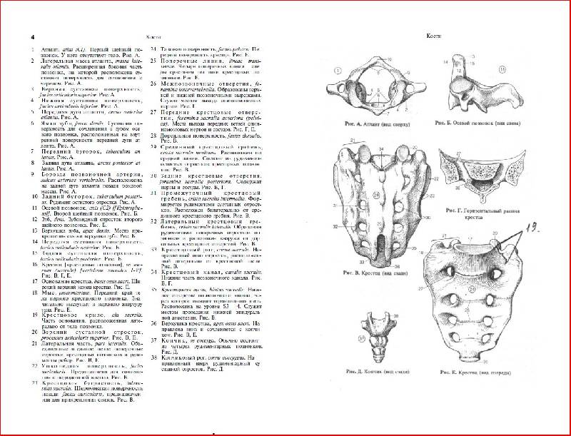 Иллюстрация 7 из 10 для Карманный атлас анатомии человека - Фениш, Даубер | Лабиринт - книги. Источник: alexss