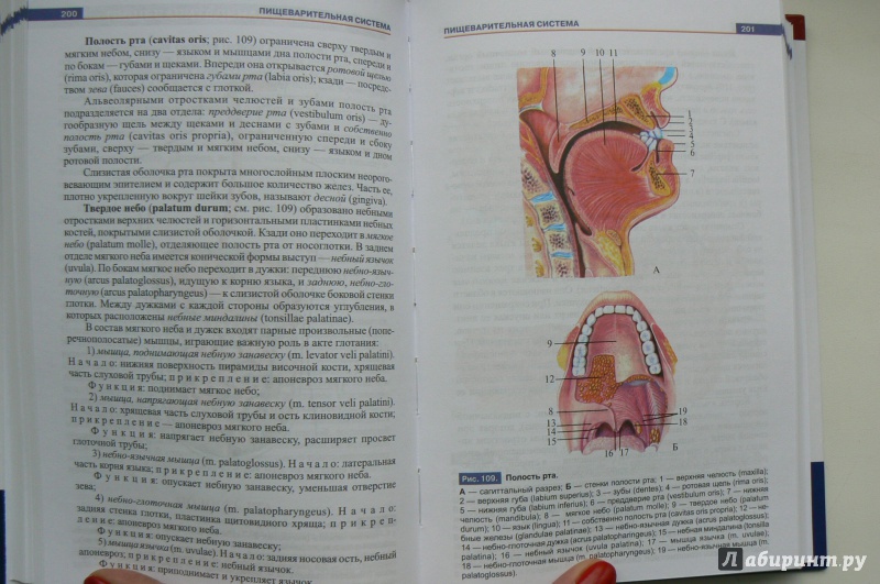 Иллюстрация 17 из 25 для Атлас анатомии человека. Учебное пособие для студентов учреждений СПО - Рудольф Самусев | Лабиринт - книги. Источник: Марина