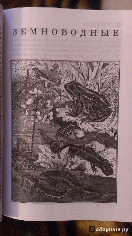 Иллюстрация 13 из 58 для Жизнь животных в одном томе - Альфред Брем | Лабиринт - книги. Источник: Подмосковная панда