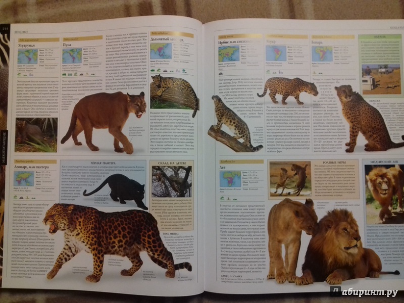 Иллюстрация 18 из 41 для Животный мир | Лабиринт - книги. Источник: Марго