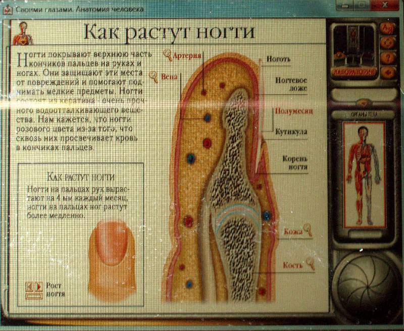 Иллюстрация 6 из 9 для Анатомия человека (CDpc) | Лабиринт - . Источник: Черезова  Светлана Васильевна